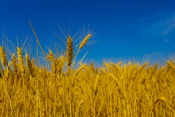Obraz premium summer golden wheat field under a blue sky