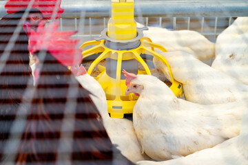 Food dispenser in poultry. Hens eating food from dispenser.