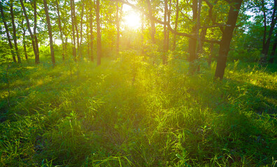 Fototapeta premium green forest glade in light of summer sparkle sun