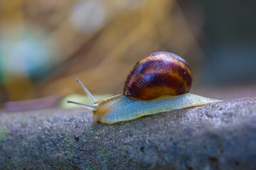 closeup grape snail crawl on a wet stone