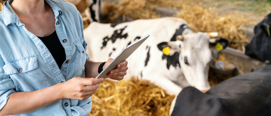 Digital tablet in hands of woman livestock farmer in front of  cows in local dairy farm.