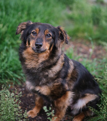 Funny and cute mixed breed dog looking at the camera on green grass background. Dog for adoption, waiting for pet parent. Vertical High quality photo