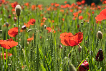 Klatschmohn wächst in einem Weizenfeld