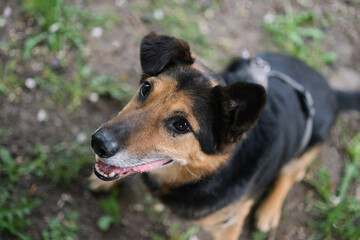 Mixed breed cute and funny dog sitting on the green grass looking at the camera. Dog for adoption, lovely and kawai black color fur dog High quality photo