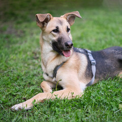Mixed breed cute and funny dog sitting on the green grass looking at the camera. Dog for adoption, lovely and kawai light color fur dog High quality photo