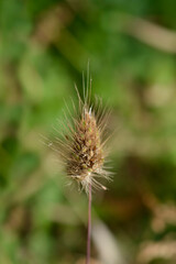 Bristly dogstail grass seed head
