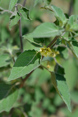 Mexican Tomato flower