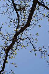 Eastern black walnut branches with new leaves