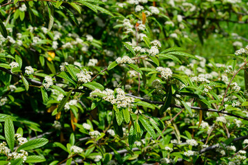 Willow-leaved cotoneaster branches with flowers