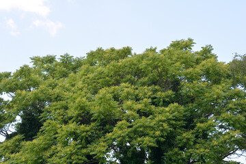 Tree of heaven branches with flowers