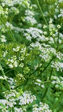 Medicinal plant yarrow with characteristic small white flowers and green, feathery foliage, in a field.