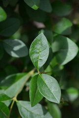 Oval-leaved privet leaves