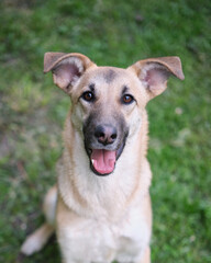 Close up portrait of cute and funny mixed breed dog sitting on the green grass. Dog, looking at the camera, waiting for adoption by pet parent High quality photo