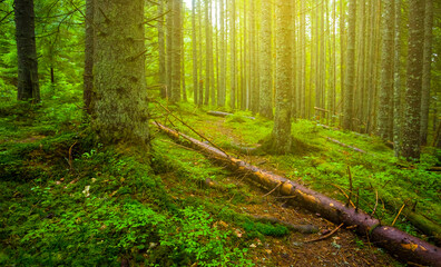 green fir tree forest glade with tree trunk