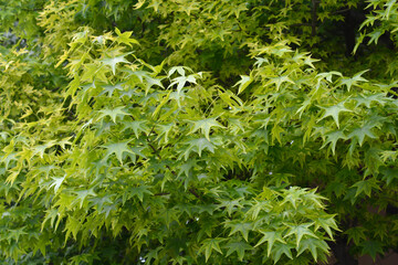 American sweetgum leaves