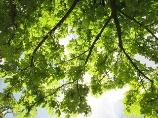 Fototapeta premium Trees and leaves during spring