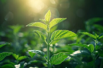 Obraz premium Single plant amidst vast field