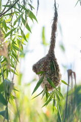 Eurasian penduline tit, remiz pendulinus. Birds nest in a willow tree by the river