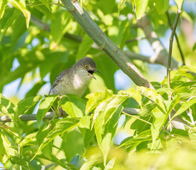 Barred warbler, Curruca nisoria, Sylvia nisoria. A bird sits on a branch and sings