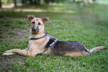Mixed breed dog beautifully posing for photo, laying on green grass background. Cute and funny dog...