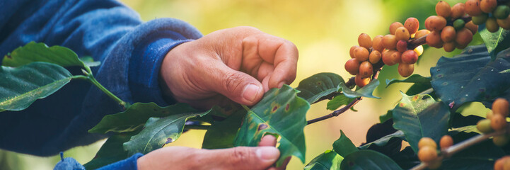 Banner Man Hands harvest Yellow Bourbon coffee bean ripe berries plant fresh seed coffee tree...