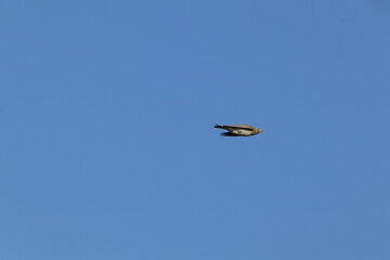 Alouette des champs (Alauda arvensis)
Alauda arvensis in its natural element
