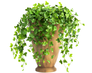Hanging plant foliage, in tall planter botanical decoration on transparent background