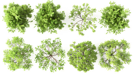 Naklejka premium set of Mugworts,Salix purpurea,Myrtle trees rendered from the top view, isolated on white background