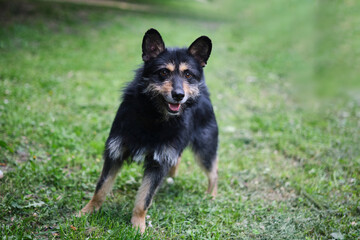 Dog cute and sweet, looking at the camera on the green grass background. Mixed breed dog waiting for adoption by pet parents. High quality photo