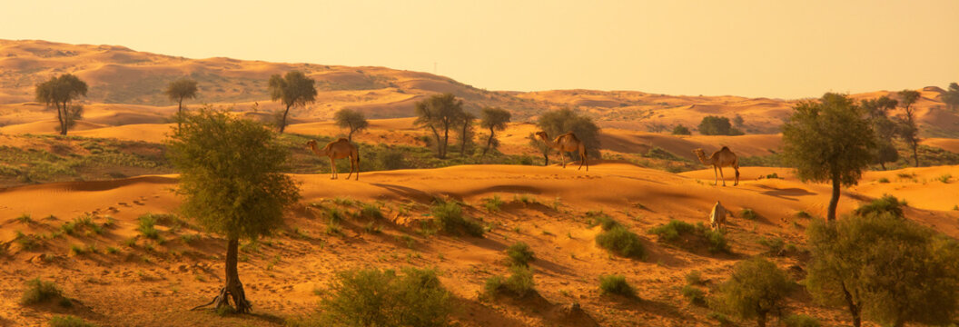 The Desert in Ras al Khaimah, United Arab Emirates