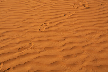 The Desert in Ras al Khaimah, United Arab Emirates