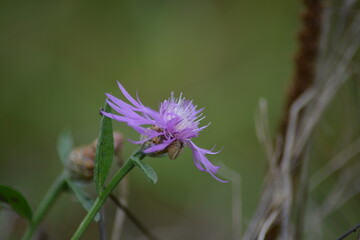 Blüte in Pastelltönen
