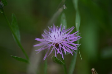 Die Feinheit der Natur: Wildblumen-Detail
