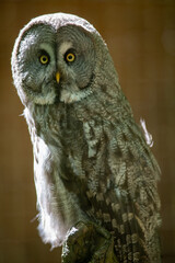 great horned owl