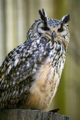 great owl