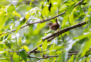 Wren 