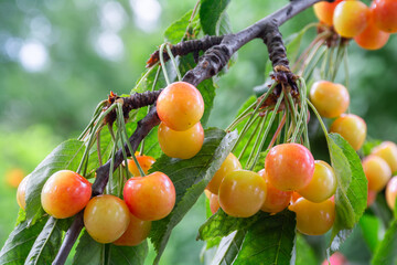 Yellow sweet cherry berries on a branch are ripening in the garden