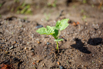 young green plant