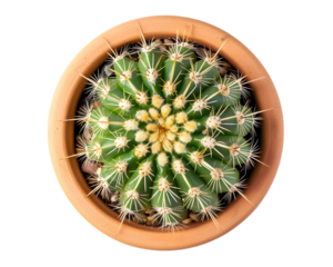 Mini potted plant, cactus on transparent background
