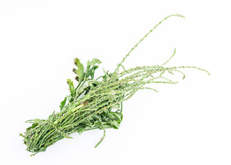 Fresh Chinese Herbs-Verbena