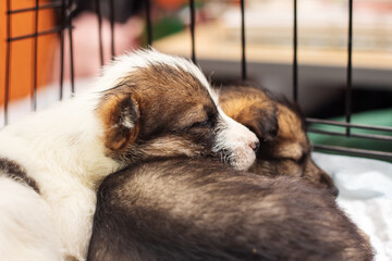 Two little puppies sleeping next to each other