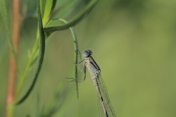 Dragonfly 