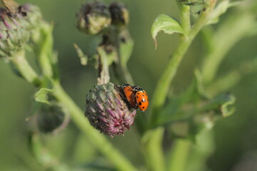 ladybird on a flower