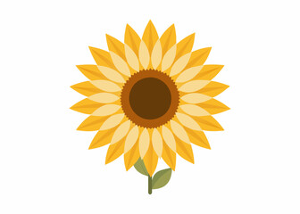 Sunflower vector illustration 