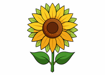 Sunflower vector illustration 