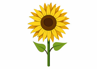 Sunflower vector illustration 