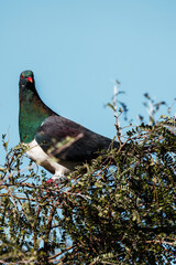 An image of a New Zealand Wood Pigeon sitting in a tree. The pigeon is iridescent with colors of green, blue and purple