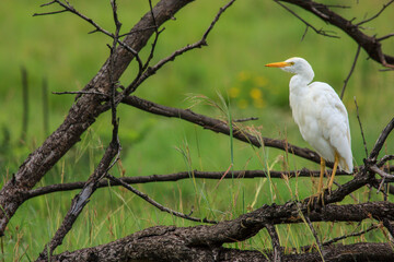 Kgalagadi Transfrontier Park one of the great parks of South Africa wildlife and hospitality in the Kalahari desert