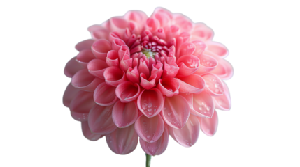 Pink dahlia flower isolated on black background.