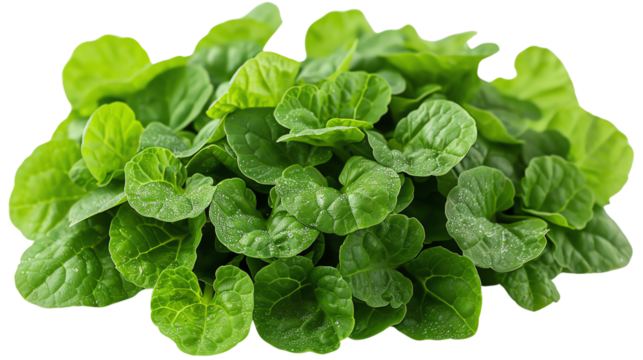 Promote your business with our new product. The picture shows a microgreen salad.